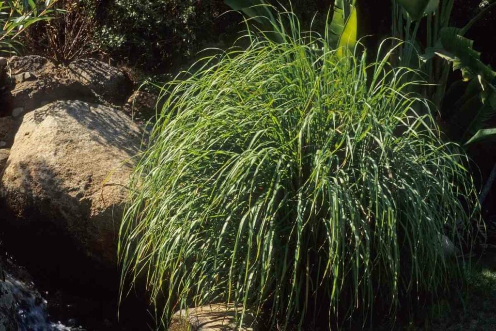 Lemon grass in a garden