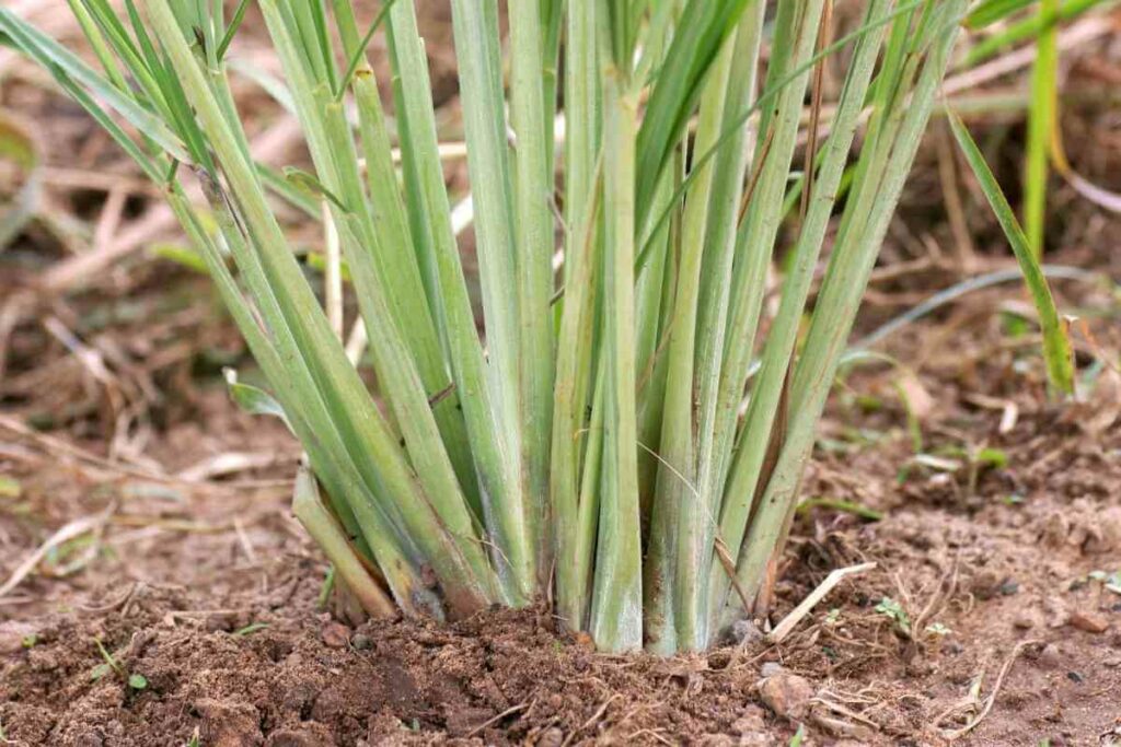 Lemon Grass in the soil