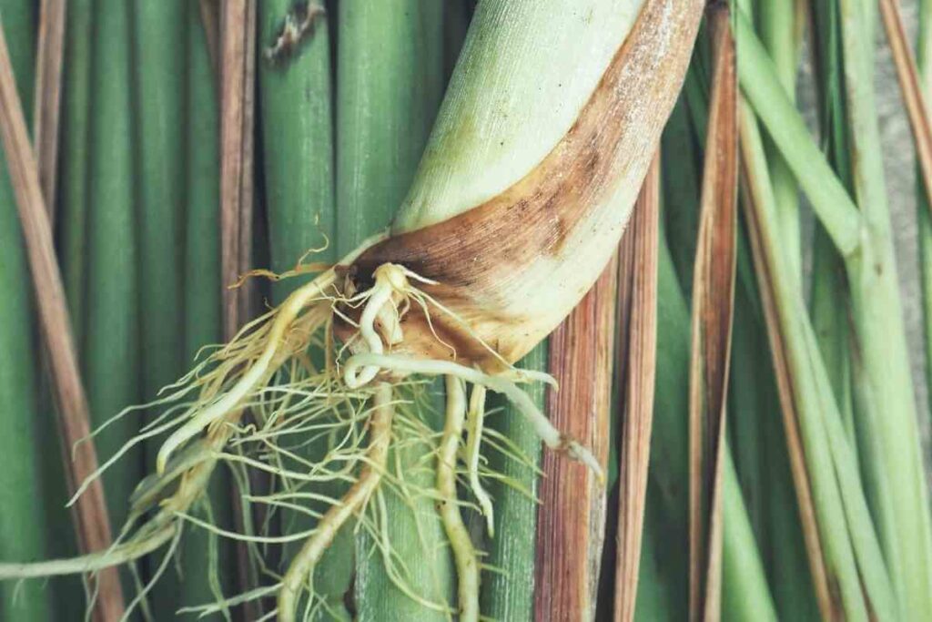 Lemon Grass healthy roots