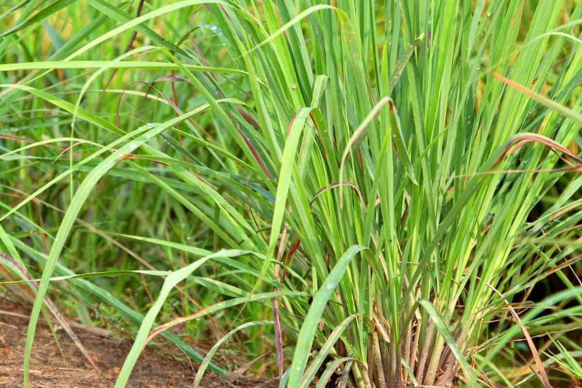 Complete Guide to Lemon Grass - Gardenia Organic