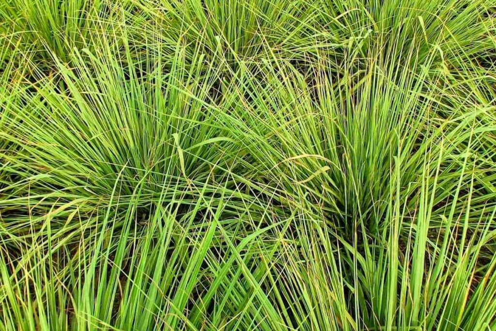 Lemon Grass varieties and types