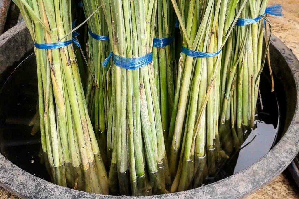 Lemon Grass harvesting tips