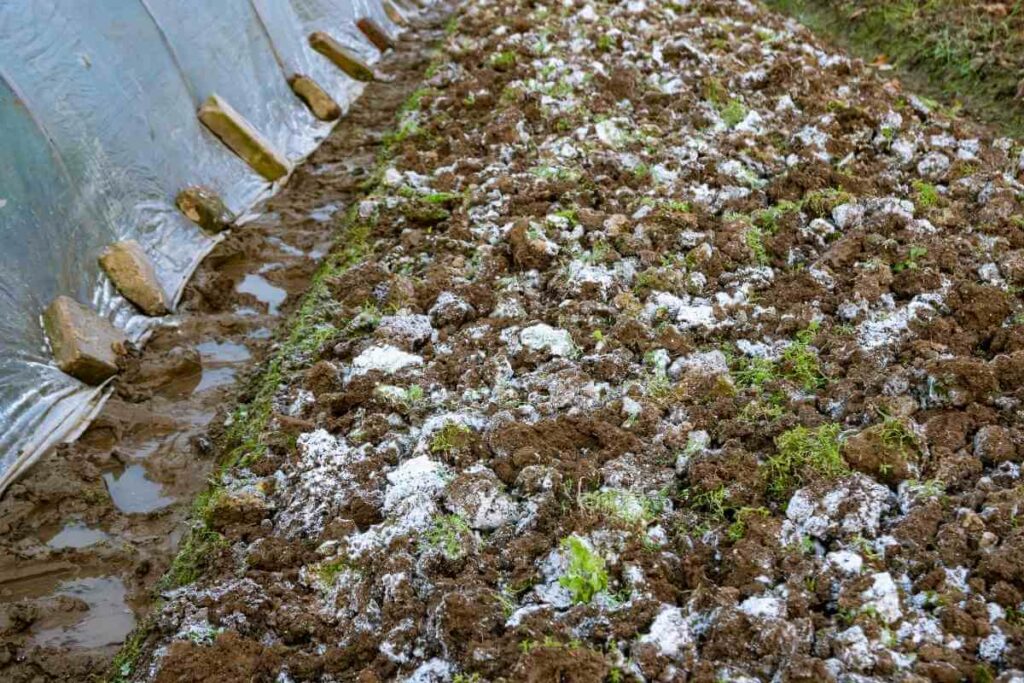 Lime on garden soil