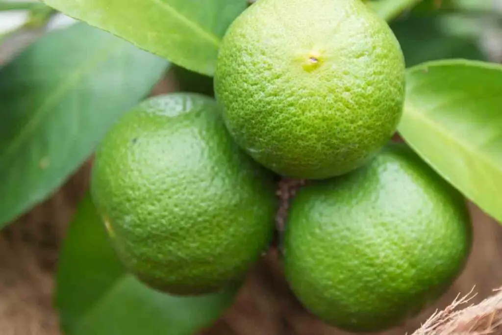 Lime Fruit Trees you can Grow Indoors