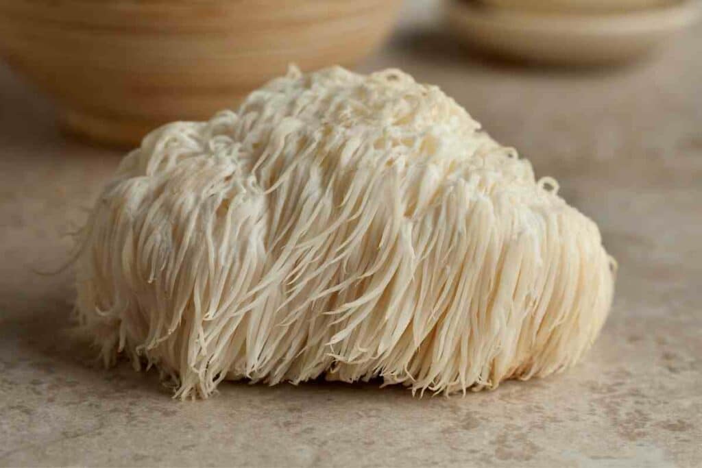 Lion's mane gourmet mushroom kits