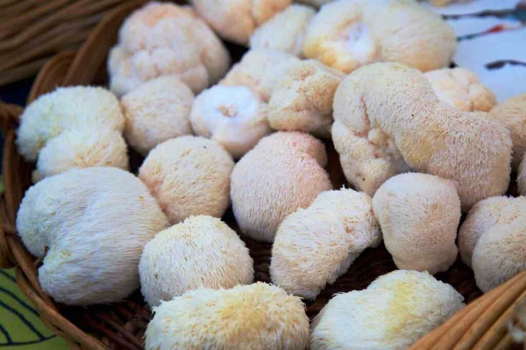 Basket full of Lions mane gourmet mushrooms