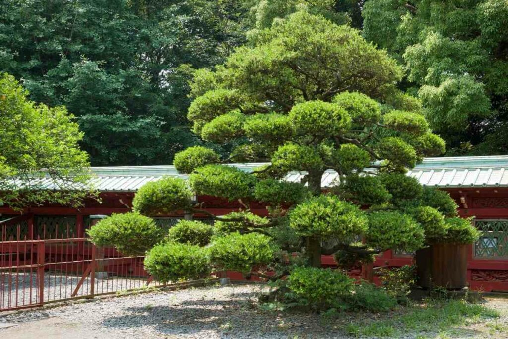 Japanese-style Pine tree Megiri pruning