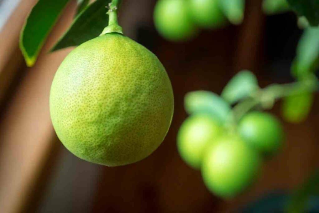 Mayer lemon Fruit Trees you can Grow Indoors