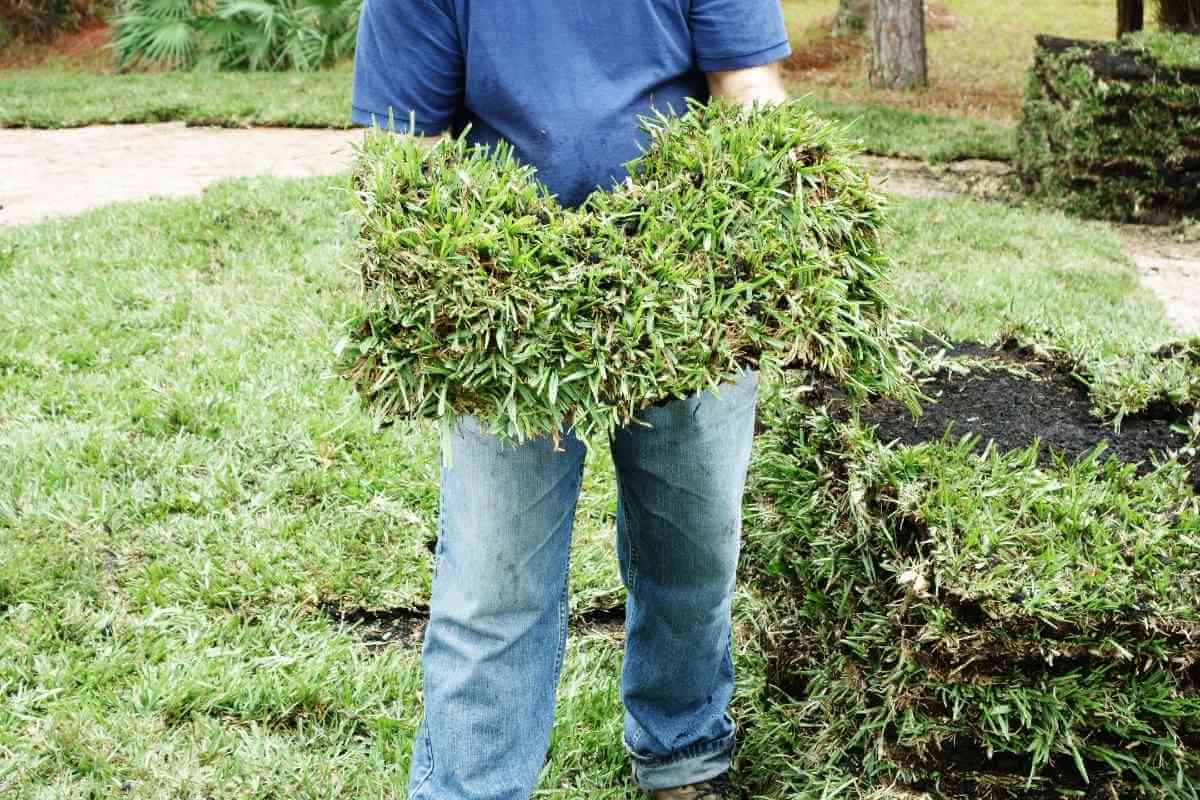 Can I Put Starter Fertilizer On New Sod Gardenia Organic