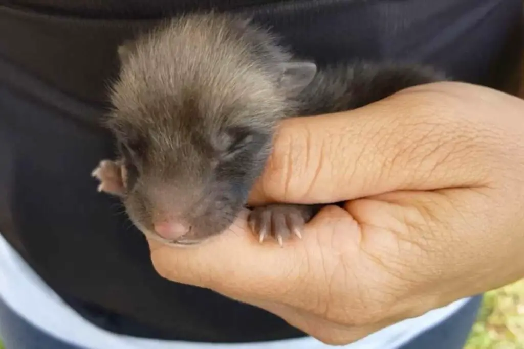 Newborn baby fox