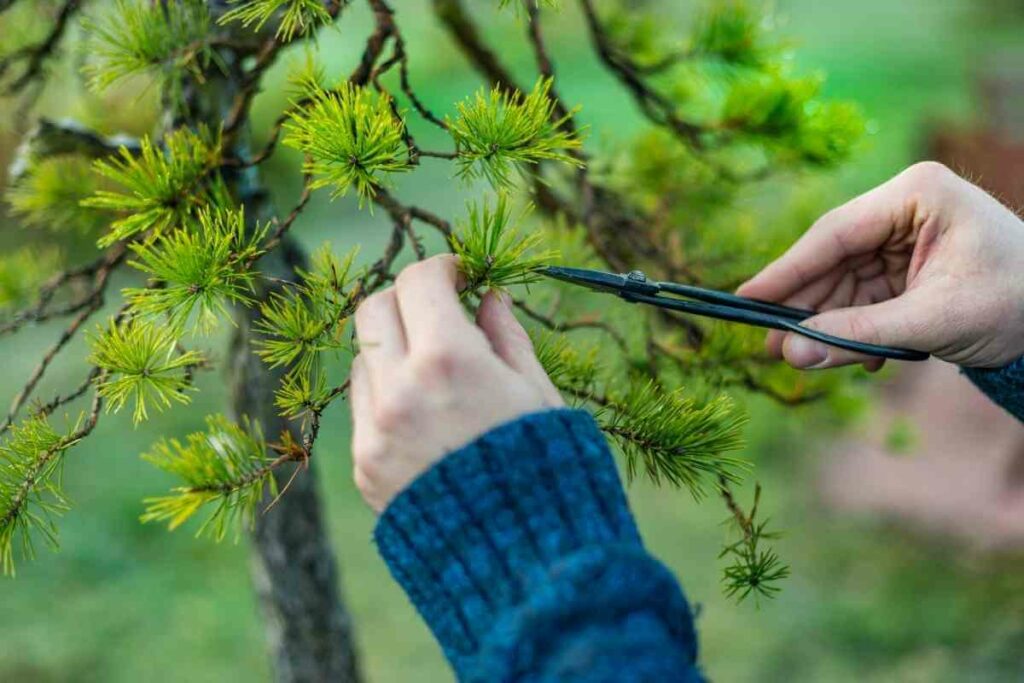 Niwaki pruning tips