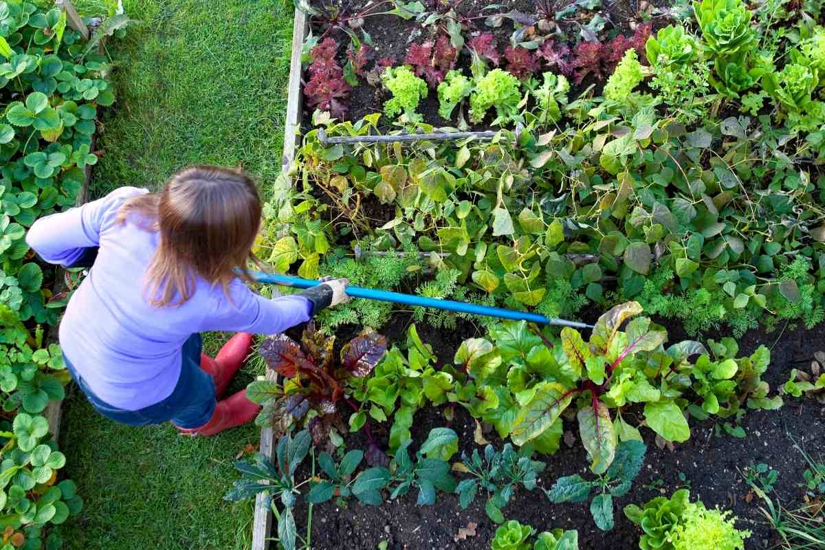 Do Organic Gardeners Use Lime? Gardenia Organic