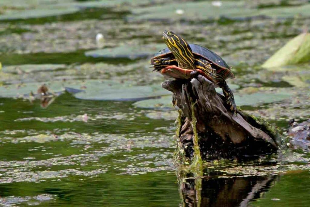 Painted turtle in a pond