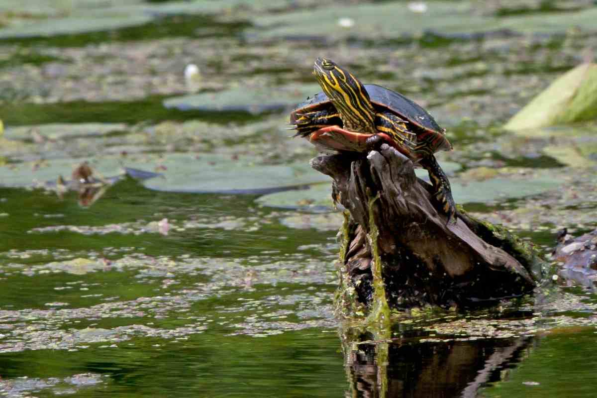 How to Keep Turtles In a Backyard Pond - Gardenia Organic