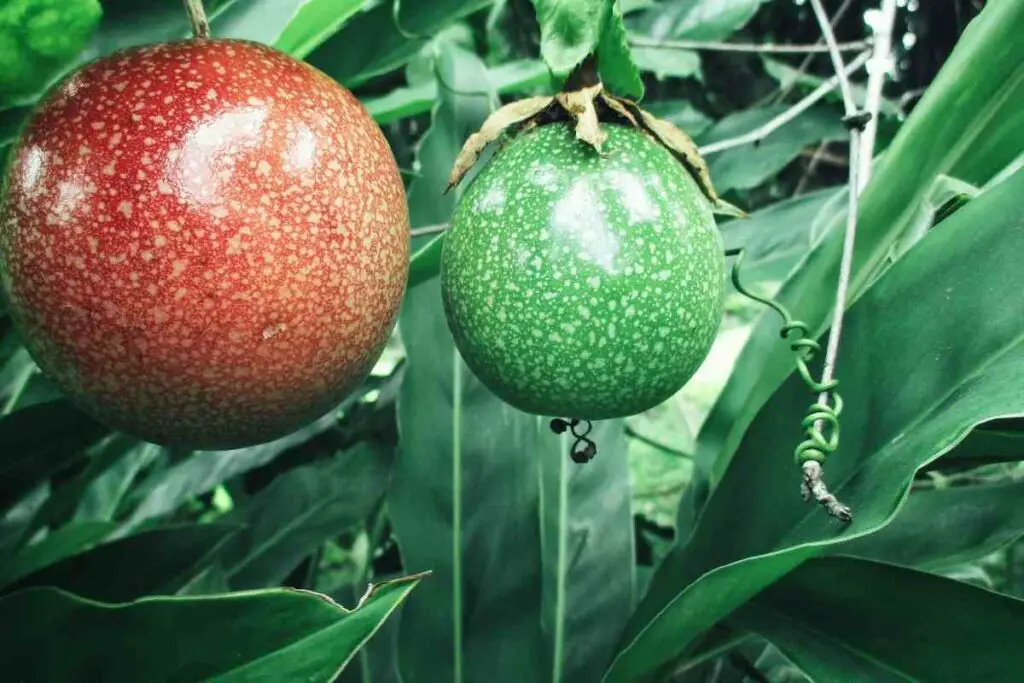 Passion Fruit Trees you can Grow Indoors