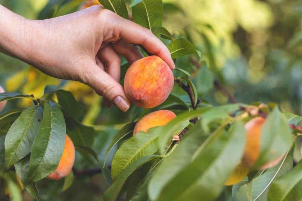 Peach tree indoors