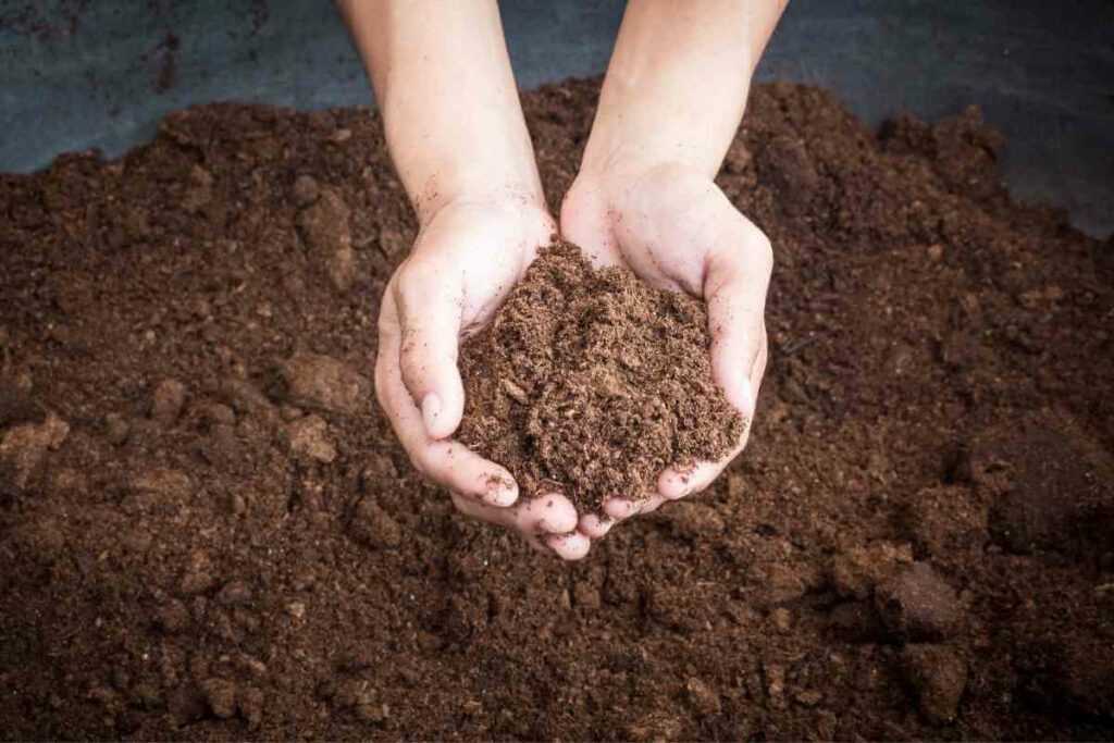 Peat moss in hands