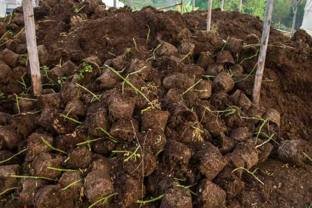Peat moss for plants