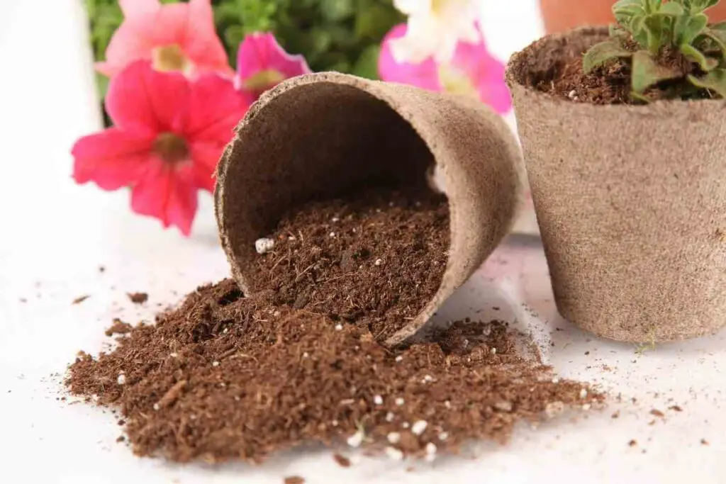 Peat moss soil in a pot