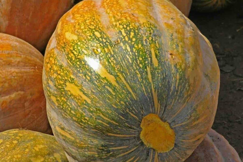 Pepo Atlantic squash plant