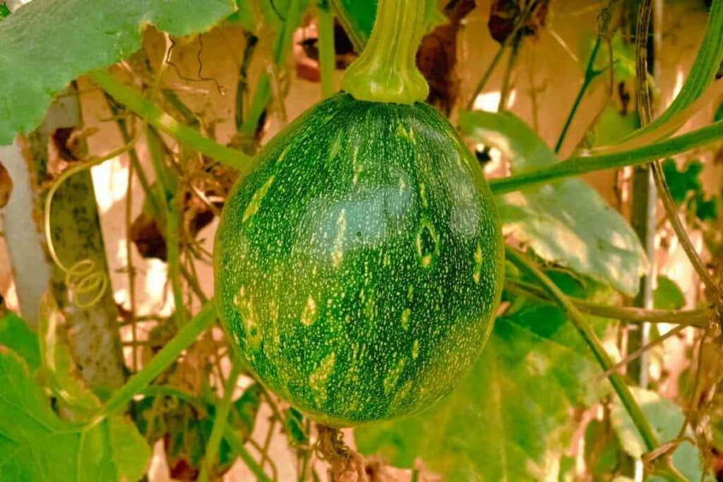 Pepo Oaxacan squash plant