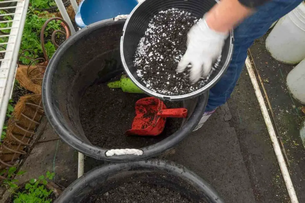 Mixing Perlite with the soil