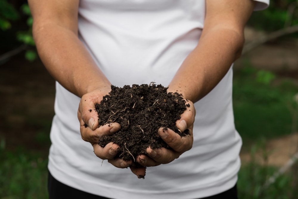 A person in a white t-shirt holding a clump of compost in their hands.