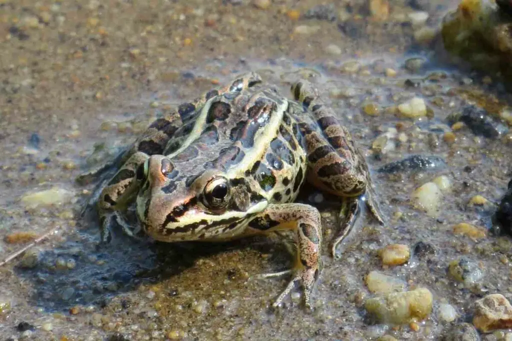 Pickerel frog in a pond