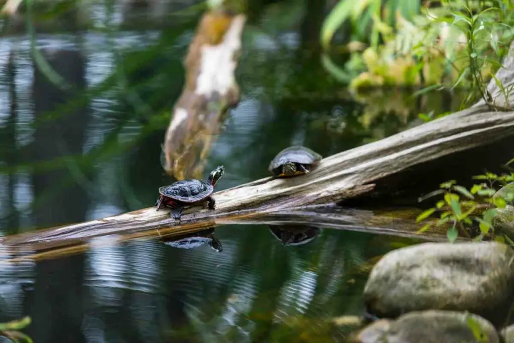 Pond depth for turtle tips
