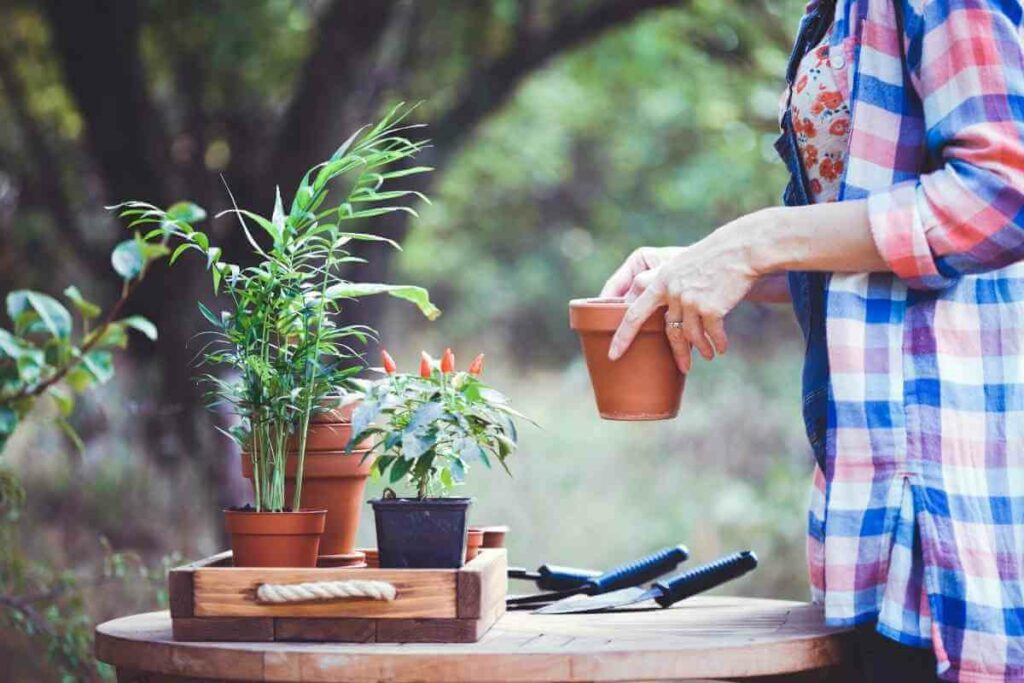Bad smell Sign Your Potting Soil Is Bad