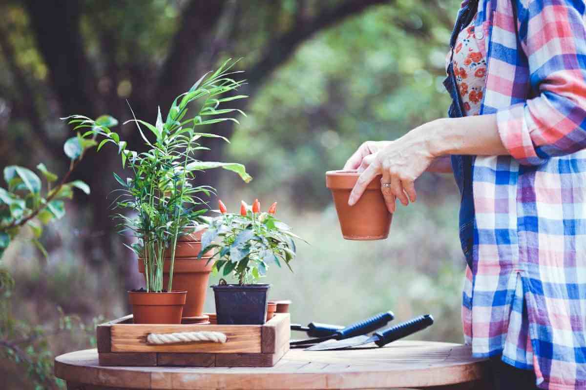 5 Best Organic Potting Soil For Herbs - Gardenia Organic