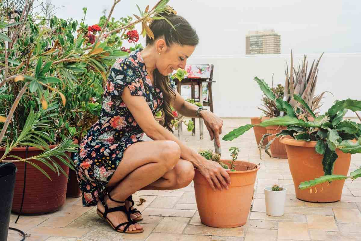 How to Tell If Potting Soil is Bad Gardenia Organic