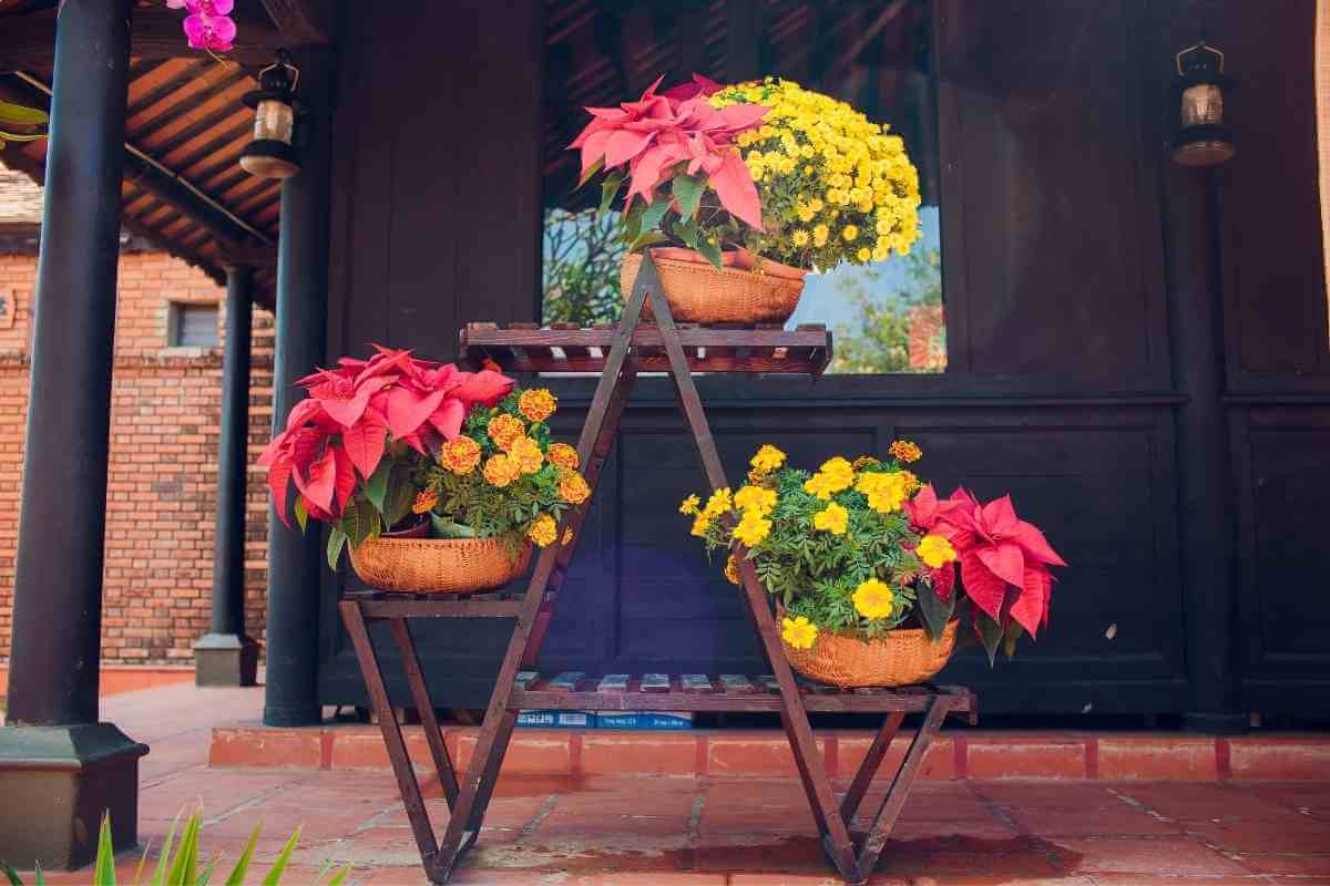 Are Chrysanthemums Annuals Or Perennials? Gardenia Organic