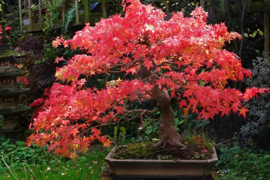 Japanese Maple bonsai in garden