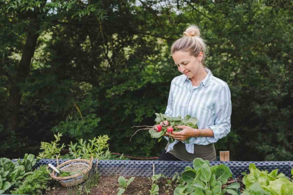 Raised garden bed better harvest