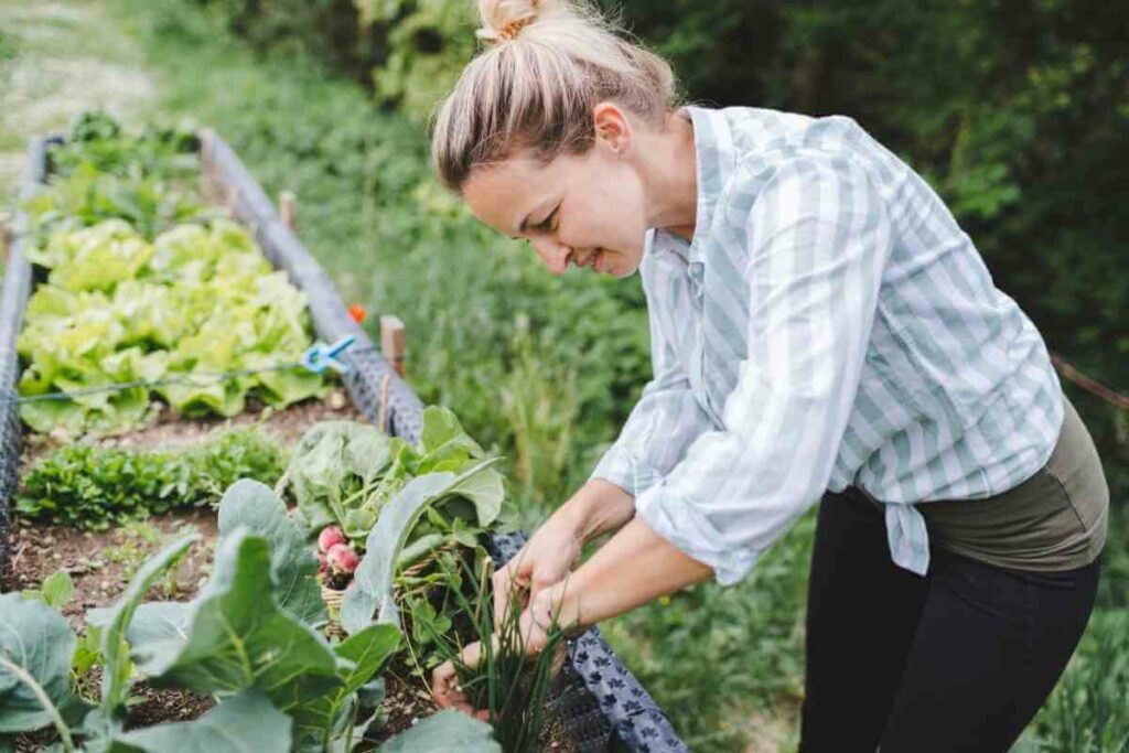 Raised garden bed vegetables