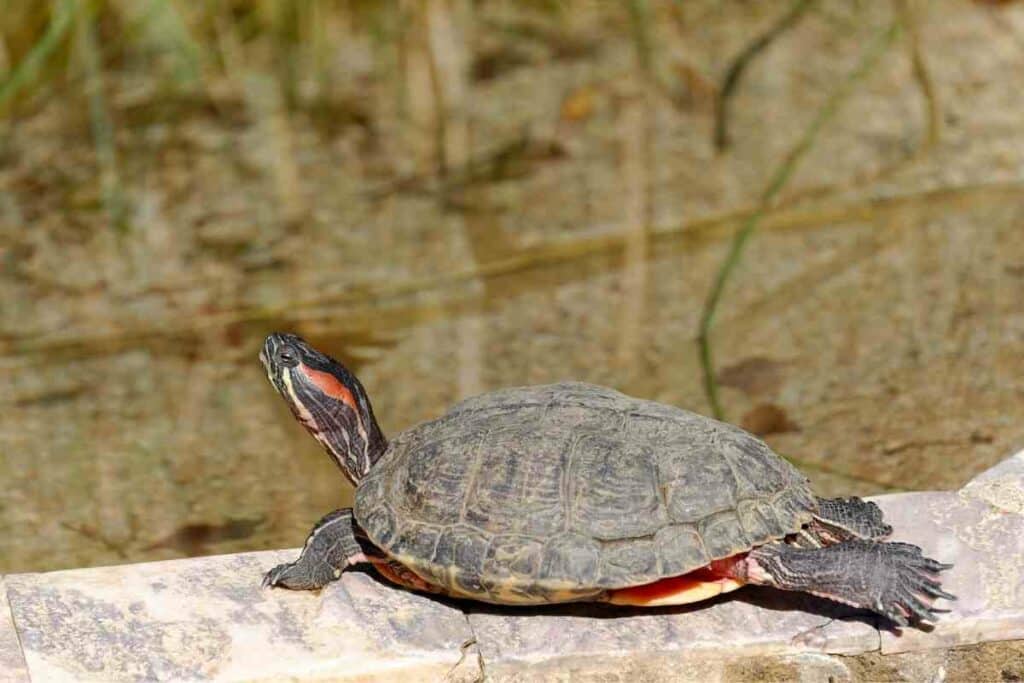 Red-eared slider pond turtle