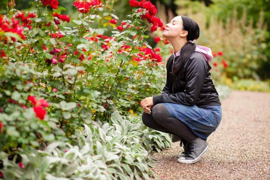 Red roses in a garden