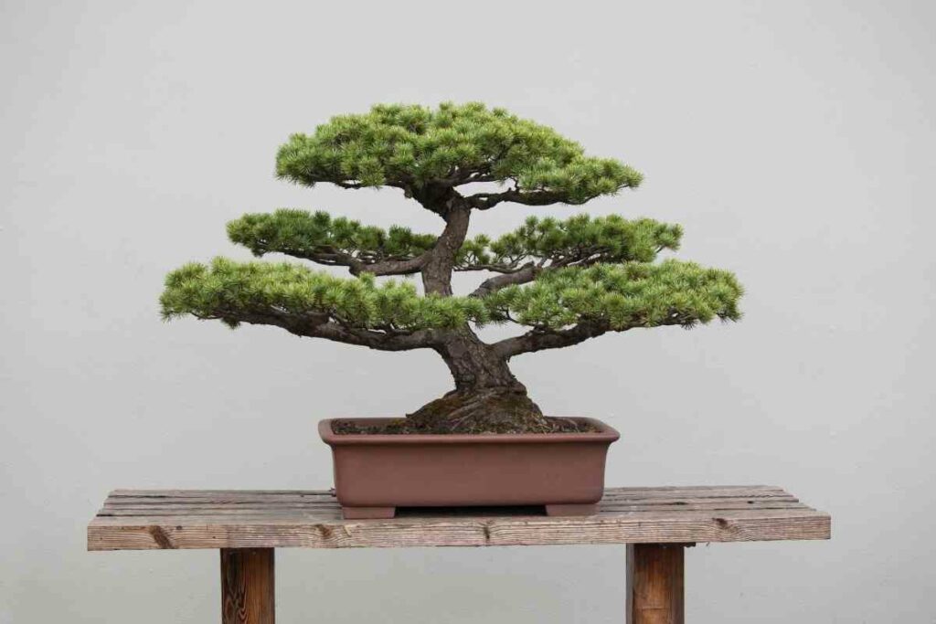 Why Do I Need to Repot My Bonsai At a Particular Time?