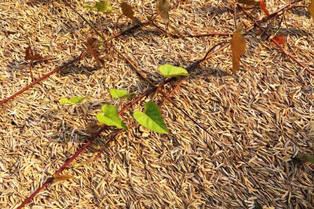 Rice Hulls Good For Potting Soil as a fertilizer