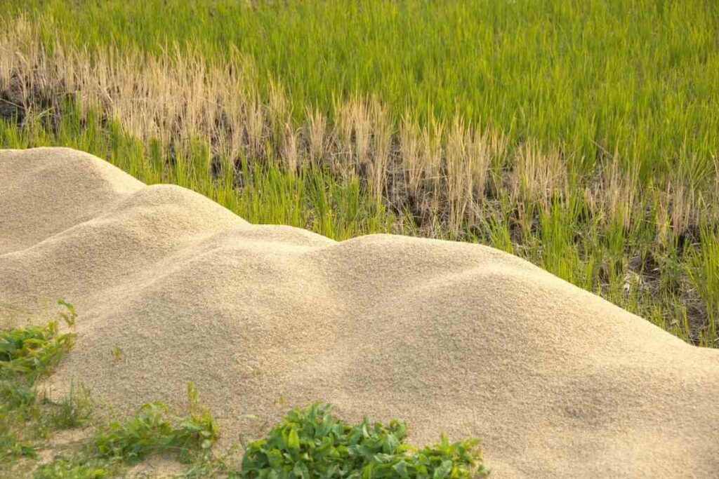 Rice Hulls are Good For Potting Soil