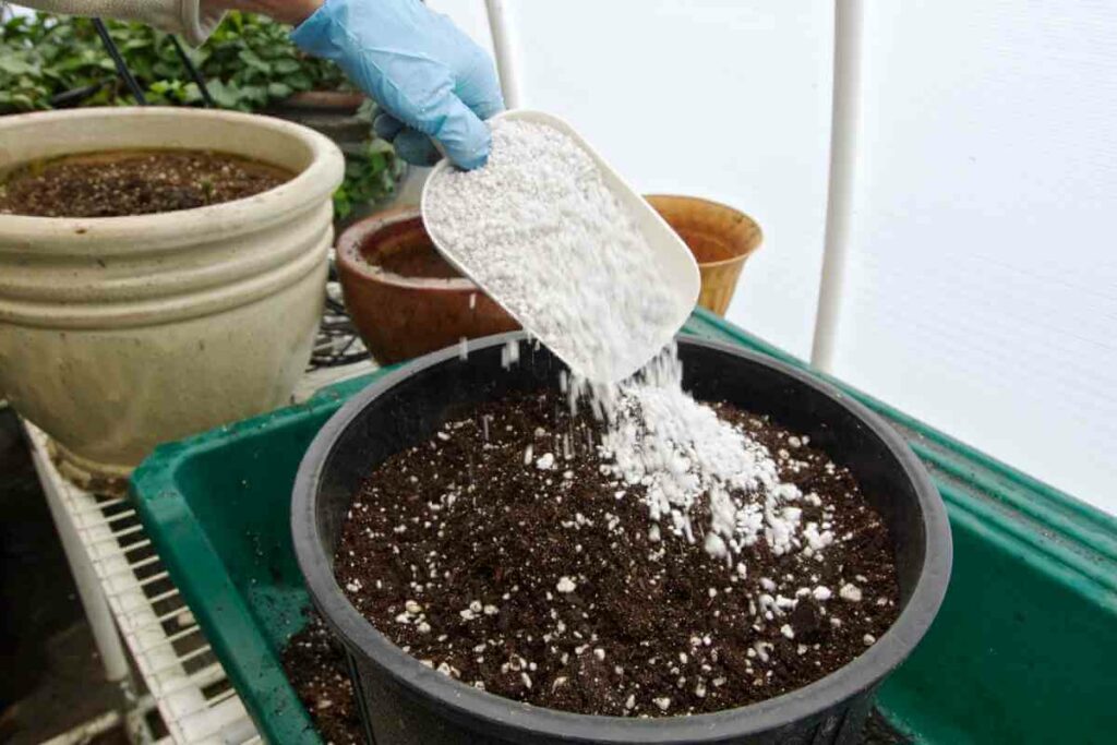 Rice hulls vs perlite for plants tips