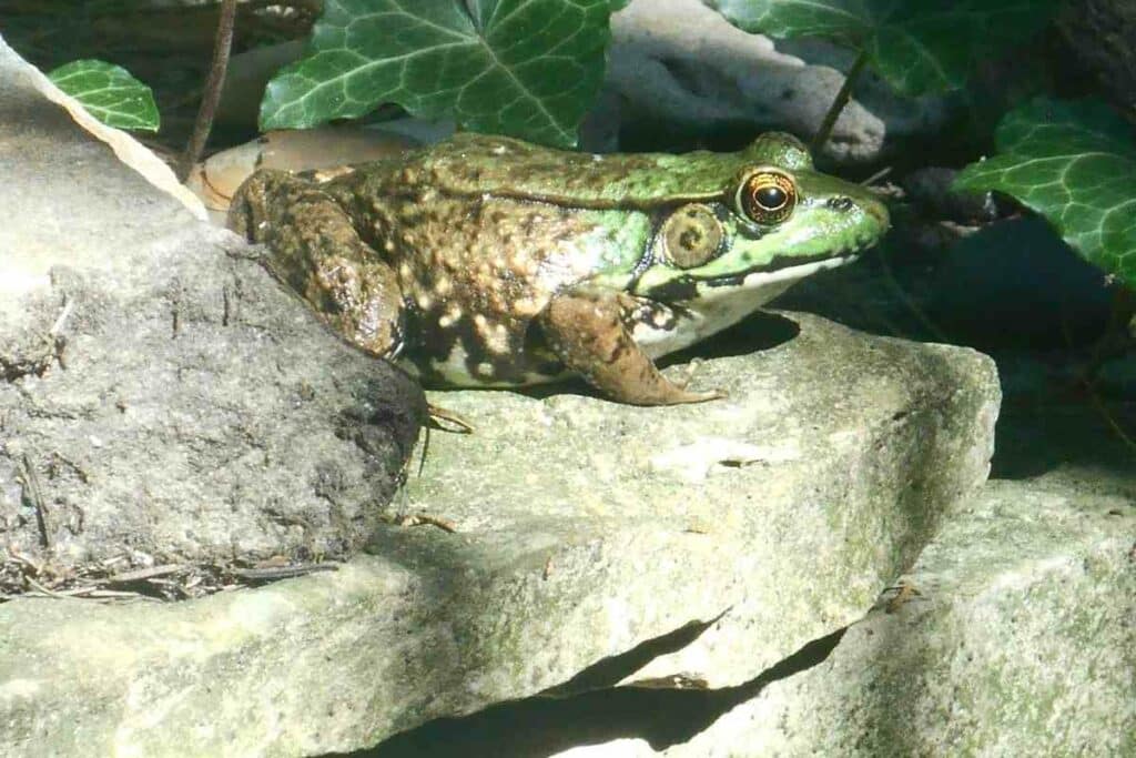 Perfect shelter pond frog