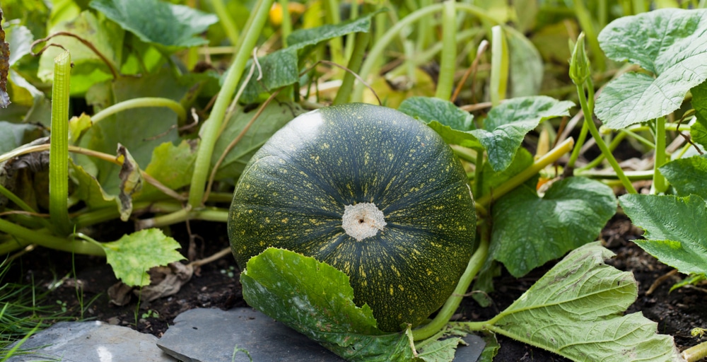 Buttercup Squash Leaf Identification