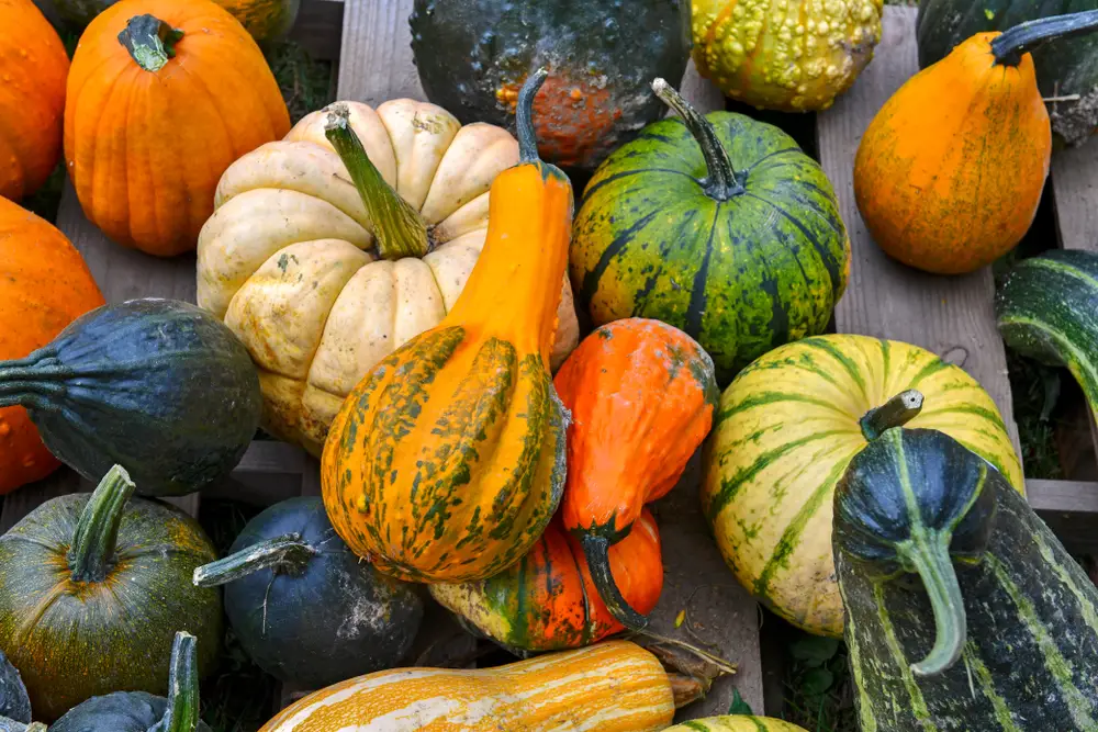 what are popular varieties of squash