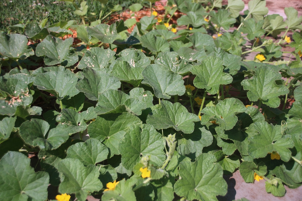 Spaghetti Squash Leaf Identification