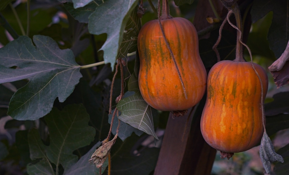 Identifying Squash Plants By Leaves Gardenia Organic