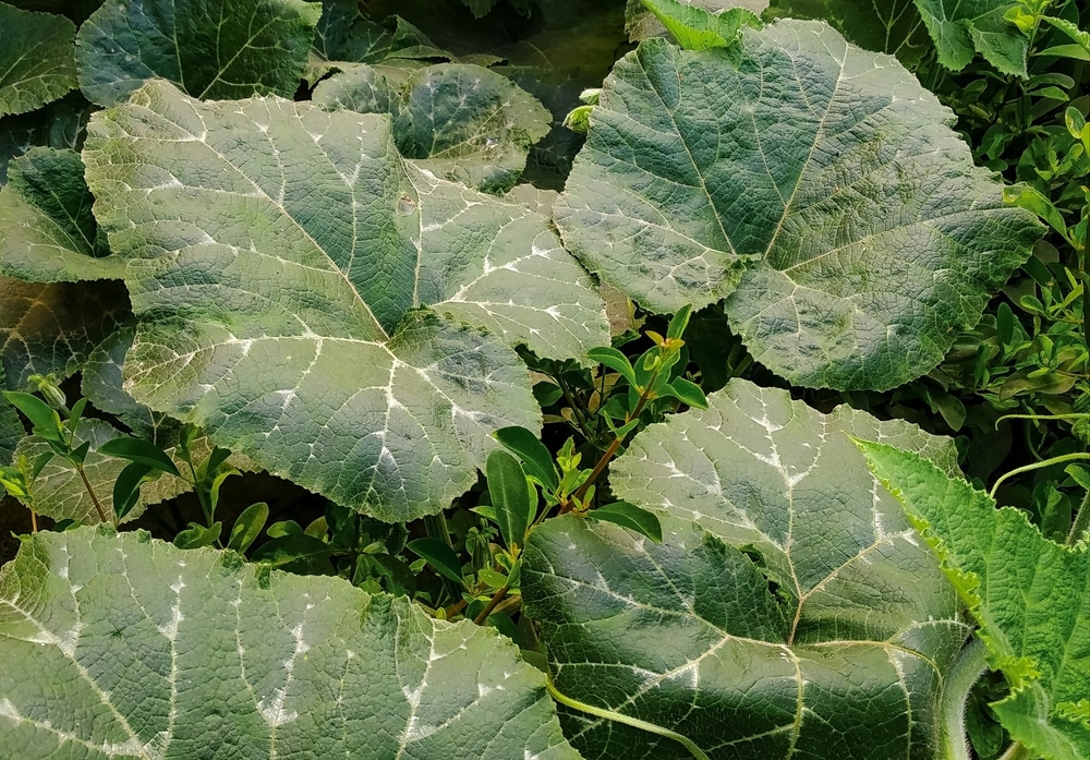 Identification of Squash Plants