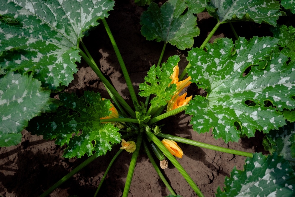 Zucchini Leaf Identification