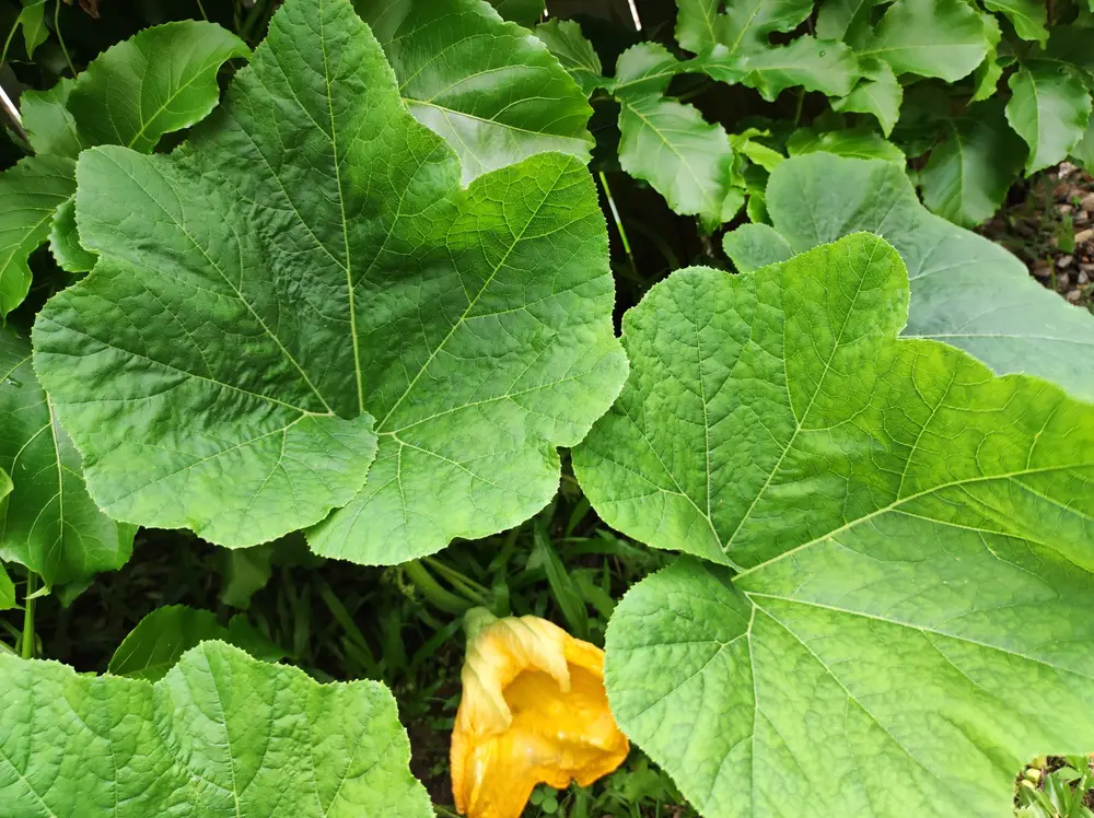 Butternut Squash Leaf Identification
